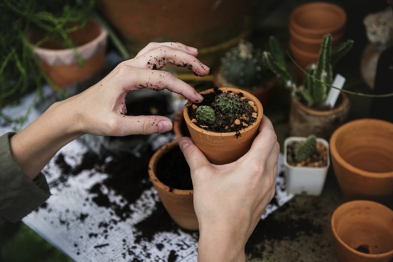 Sustainable Garden